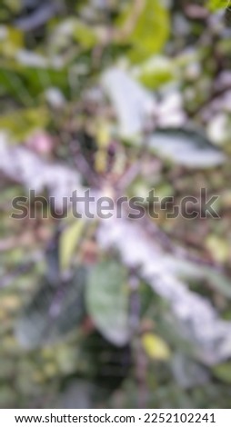 defocused abstract background of spider