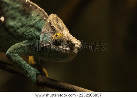 A close view of a chameleon