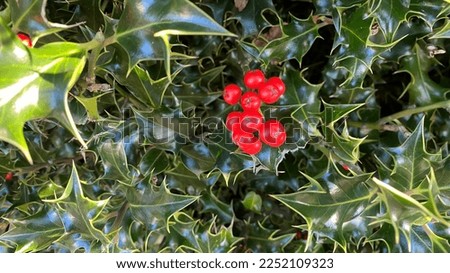 Sharp holly leaves and red berries ideal for Christmas