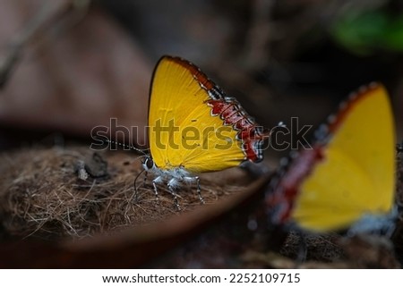 
Butterfly purple sapphire Heliophorus Epicles lycaenid 