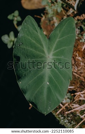 Taro leaves taken from the top angle