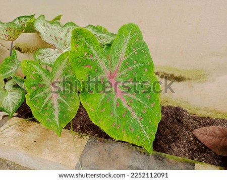 ornamental plant caladium red flash a plant that has unique green and white leaves with red dots