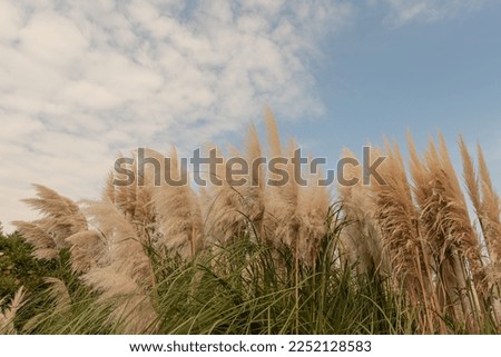 This is a picture of autumn reeds and silver grass in Jeju Island, Korea.