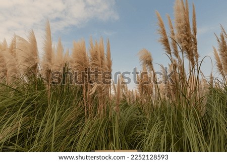This is a picture of autumn reeds and silver grass in Jeju Island, Korea.