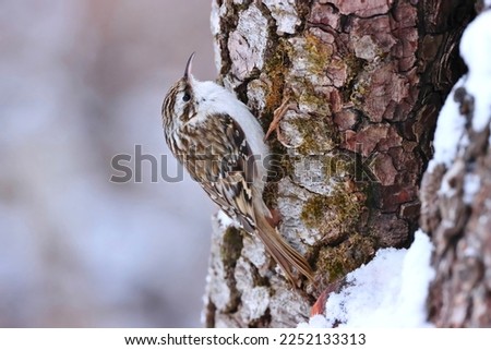 Eurasian treecreeper (Certhia familiaris). Wonderful closeup portrait of this tiny and rare bird in winter.