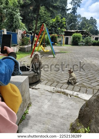 Photo of two monkeys disturbing tourists at Kaliurang tourist spot, Yogyakarta