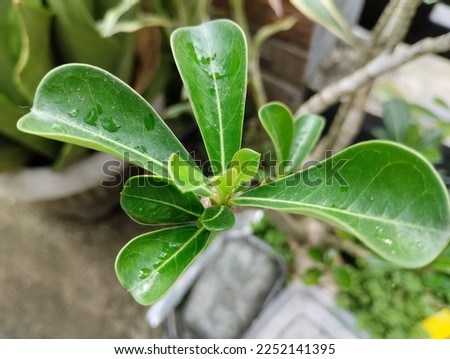 Close view of green leave of Adenium for home gardening.