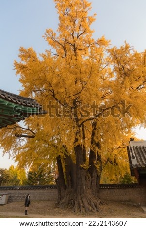 It is a ginkgo tree that turns yellow in autumn.
