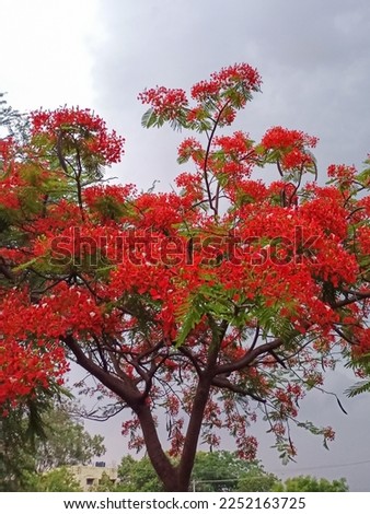 Tree branches and red flowers green leaves beautiful 