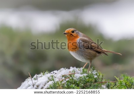  Beautiful European Robin (Erithacus rubecula) in the snow in the forest of Noord Brabant in the Netherlands.      