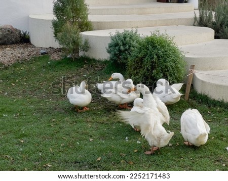 White goose standing on the green grass on the farm, stock photo