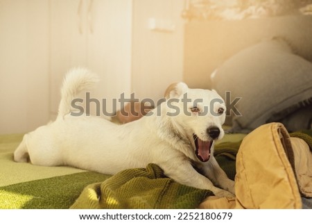 White Jack Russell Terrier on the bed playing