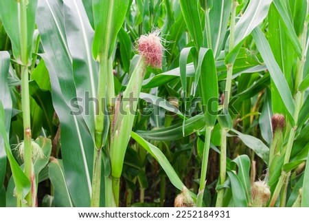 Corn field and sky. The agricultural land of a green corn farm. Cultivated fields. Photo wallpaper. Minimalistic landscape. Beauty of earth.