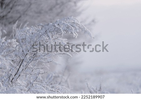 Snowy forest in winter on the sunny day