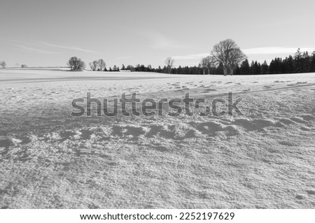At the beginning of the day, winter in a rural landscape, very low temperature. Black and white picture.