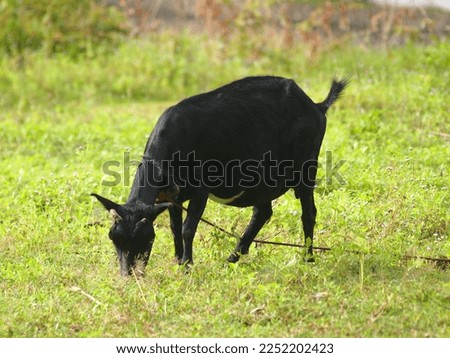 black goat eating grass, I took this picture in the garden on January 1, 2023
