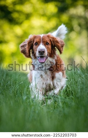 Happy running dog in the grass meadow.
