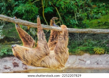Sloth hanging around on a rope