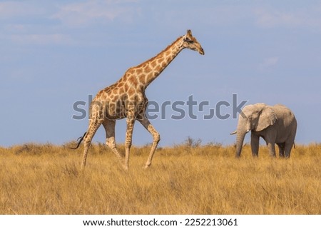Giraffe and elephant stands by bushes, Etosha National Park in Namibia.