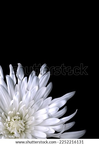 Beautiful white chrysanthemum isolated on black background. Close up flowers. Romantic wallpaper. 