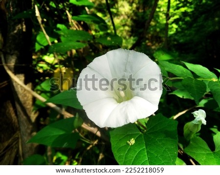The morning glory Calystegia silvatica is known by the common name giant bindweed or large bindweed. It is the largest species of bindweed and is a strong rampant climber. 