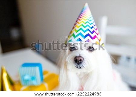 small white dog celebration birthday in daylight kirchen