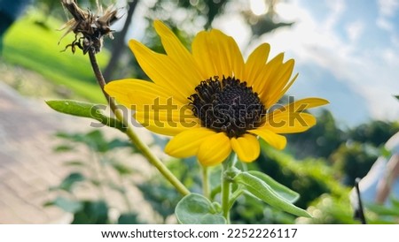 Sun Flower close up picture 