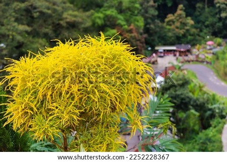 Felifera Aurea, An outdoor plant that blooms freshly