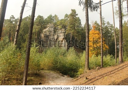 Footpath leading to a mixed forest. Green birch and beech trees in the bottom, small pines and big, tall colorful beech tree in the middle, sandstone rock and tall pines on the top of the picture.  