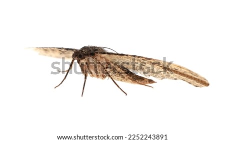 Single Alcis repandata moth flying on white background