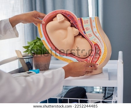 Model of a female womb with a fetus for a growth, pregnancy development or birth demonstration. Healthcare, medical and fetal doctor with plastic mock pregnant assessment with an embryo for practice. Royalty-Free Stock Photo #2252244485