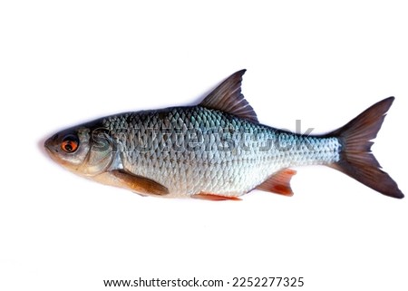 Roach is a freshwater fish of the carp family isolated on a white background close-up.