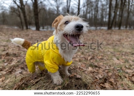 Jack Russell Terrier in a yellow raincoat for a walk. The dog stands in the park against the backdrop of trees. Spring dirty rainy weather.