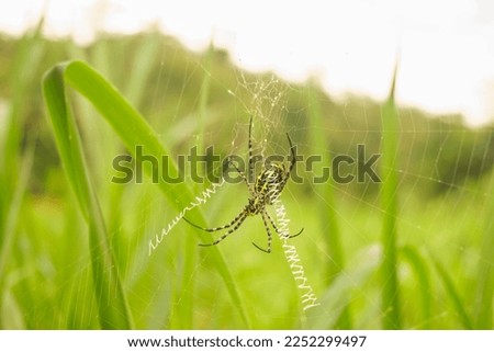 Stock photo of Young plant Growing In Sunlight