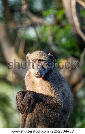 Young Chacma Baboon sitting on a fencepost in the early morning light.