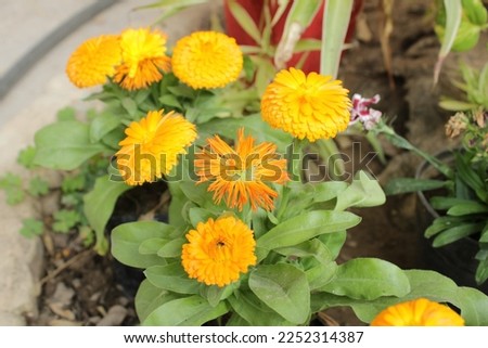 Yellow flowers of dandelions in green backgrounds. Spring and summer background.
