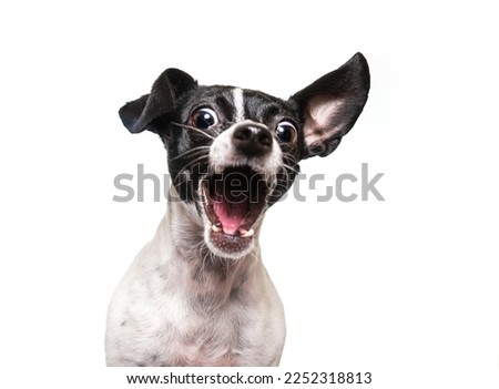 studio shot of a cute dog on an isolated background Royalty-Free Stock Photo #2252318813