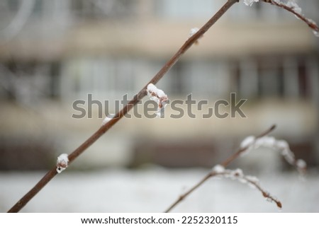 tree branches covered with ice close-up, gray natural background against the backdrop of a blurred city, branches close-up, nature covered with snow, icy one branch blurred city background