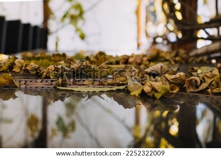 Close up of a table with leaves