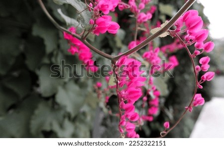 selective focus of beautiful little pink flower in a garden - dark green background. For background, wallpaper, card