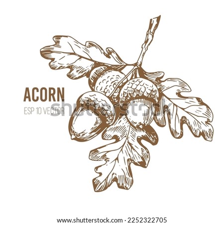 Acorn, oak leaf. Sketch vector illustrtation. Transparent background Royalty-Free Stock Photo #2252322705