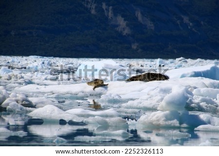 Spotted seal on an ice floe in the Icy Bay, Alaska 