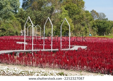 The background of the flower plantation for tourists to visit and take pictures.