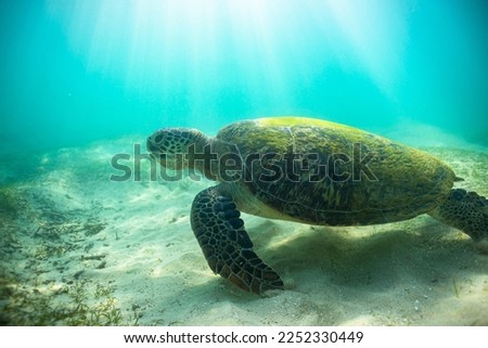 Big green turtle swimming near Sri Lanka coastline