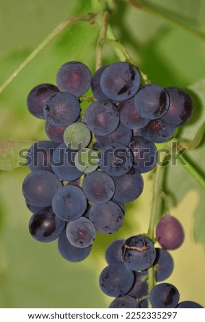 Ripe grapes on the vine in the vineyard. Close up