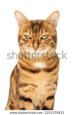 Angry, displeased Bengal cat on a white background. Studio shot.