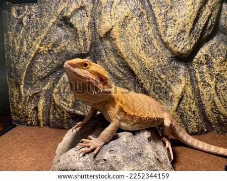 Pet bearded dragon sitting on a rock