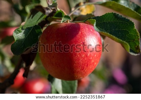 Big ripe sweet red braeburn apples hanging on tree in fruit orchard ready to harvest Royalty-Free Stock Photo #2252351867