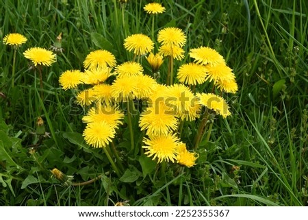 Dandelion Taraxacum officinale as a wall flower, is a pioneer plant and survival artist that can also thrive on gravel roads. Royalty-Free Stock Photo #2252355367