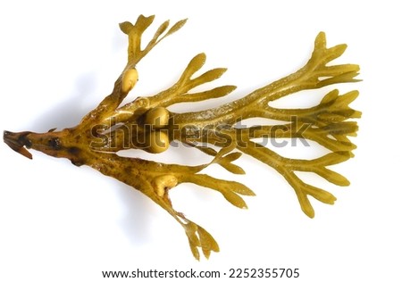 Bladderwrack, Fucus vesiculosus, is an alga that is also used as a medicinal plant Royalty-Free Stock Photo #2252355705